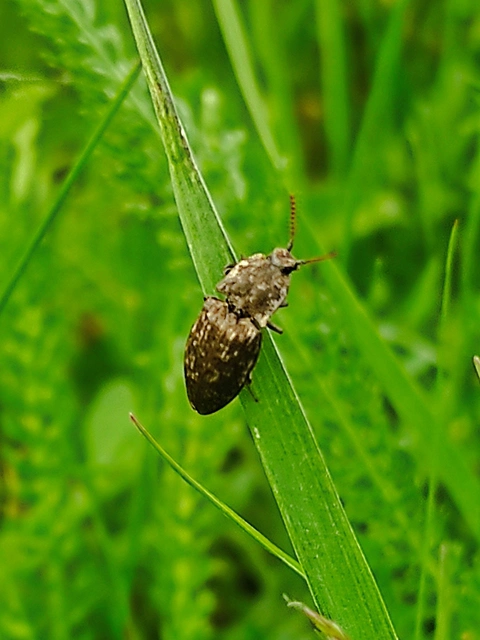 Agrypnus murinus - egérszínű pikkelyespattanó
