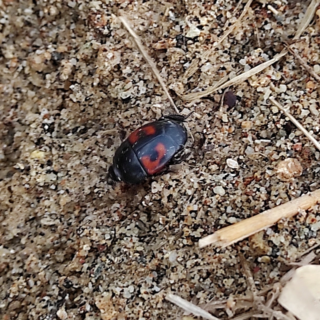 Hister quadrimaculatus - közönséges sutabogár