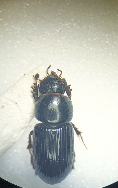 Aphodius varians - változékony trágyabogár