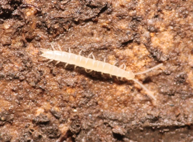 szövőcsévések (Symphyla)