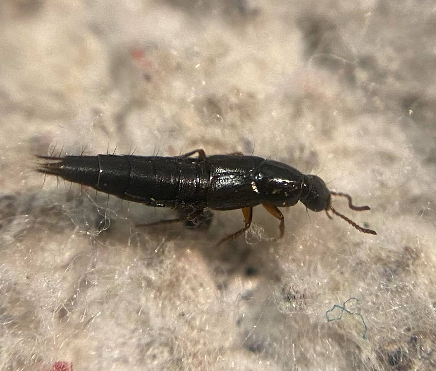Quedius nitipennis - kecses mohaholyva