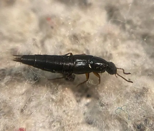 Quedius nitipennis - kecses mohaholyva