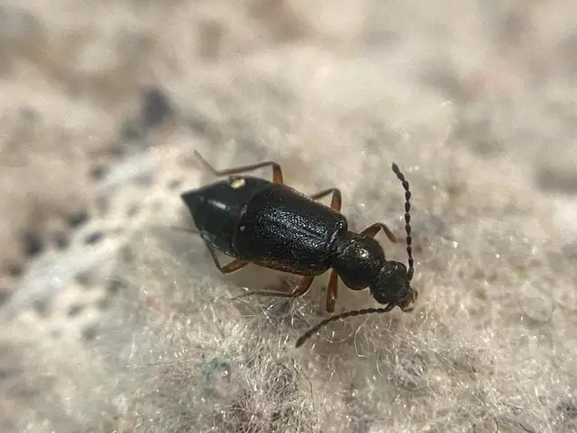 Lesteva longoelytrata - partfutó felemásholyva