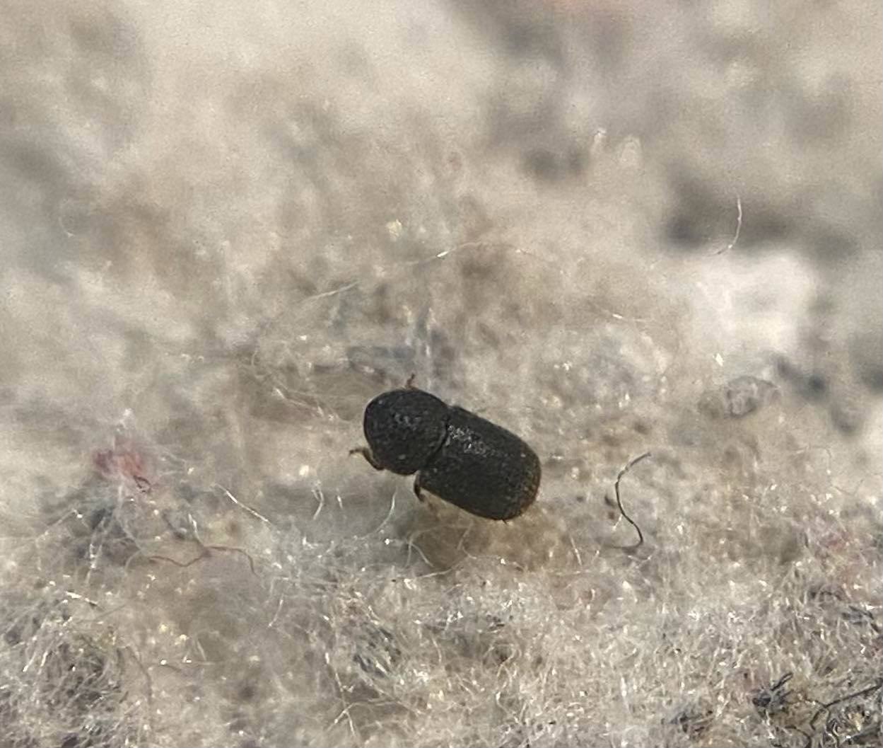Cryphalus piceae - lucfenyőszú