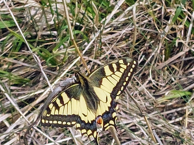 Papilio machaon - fecskefarkú lepke