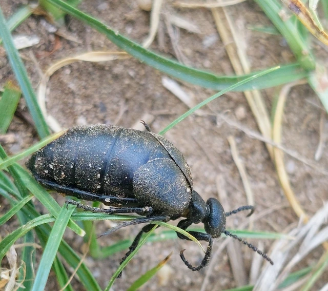 Meloe scabriusculus - érdes nünüke