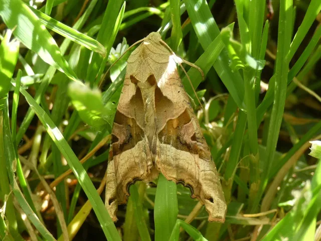 Phlogophora meticulosa - vándorló csipkésbagoly