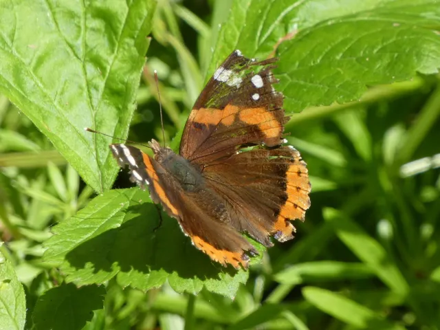 Vanessa atalanta - atalantalepke