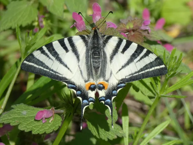 Iphiclides podalirius - kardoslepke
