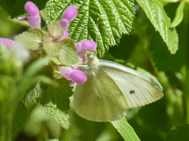 Pieris rapae - répalepke