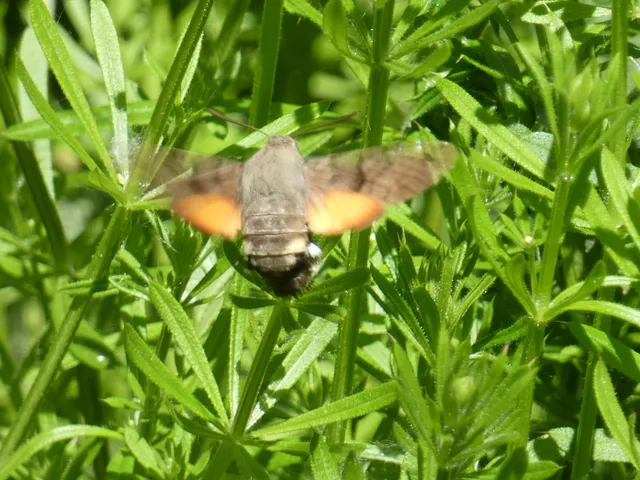 Macroglossum stellatarum - kacsafarkú szender