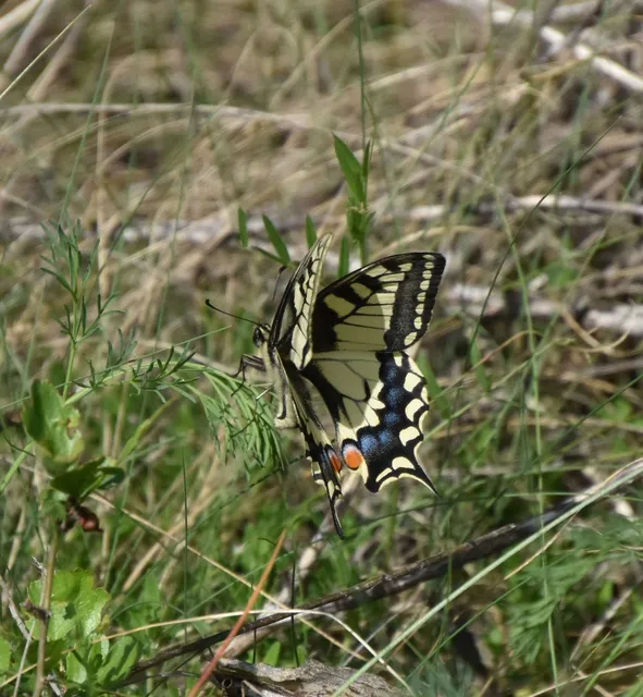Papilio machaon - fecskefarkú lepke