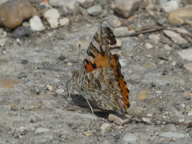 Vanessa cardui - bogáncslepke