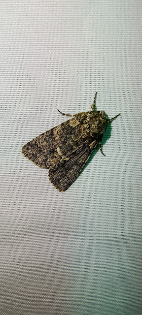Acronicta rumicis - sóska-szigonyosbagoly