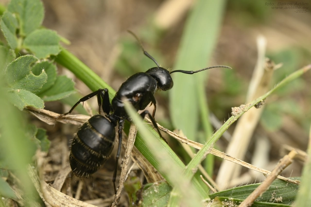 Camponotus vagus - fekete lóhangya