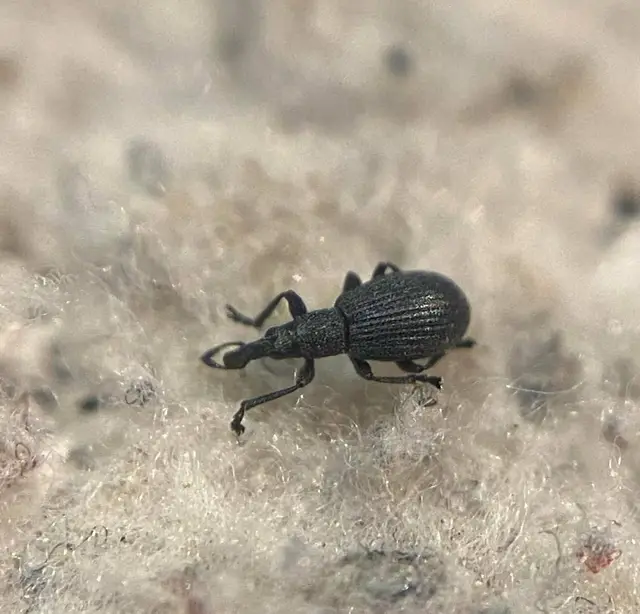 Perapion oblongum - fénytelen cickányormányos Perapion oblongum - fénytelen cickányormányos