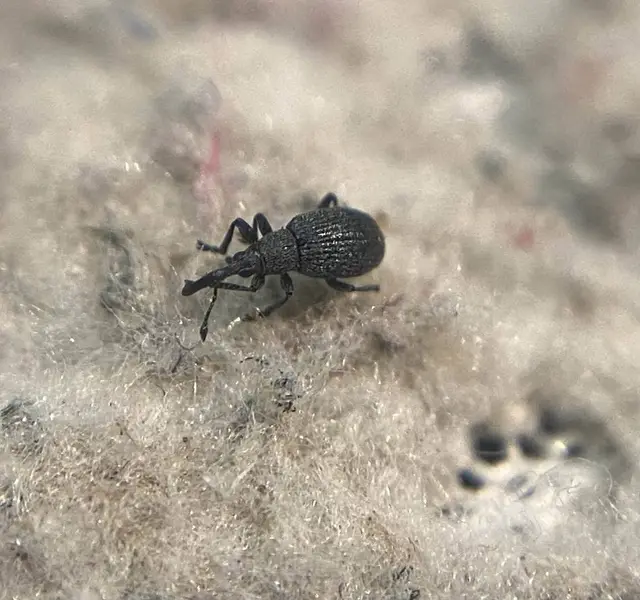 Ischnopterapion loti - szarvaskerep-cickányormányos
