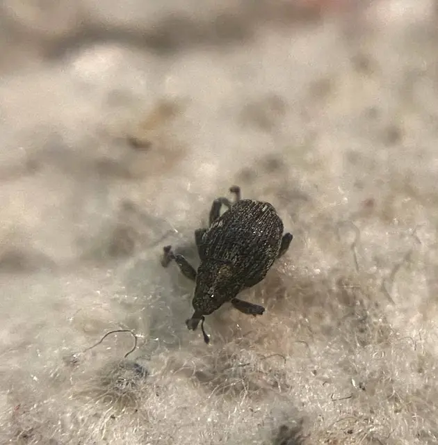 Mogulones euphorbiae - nefelejcs-tarkaormányos