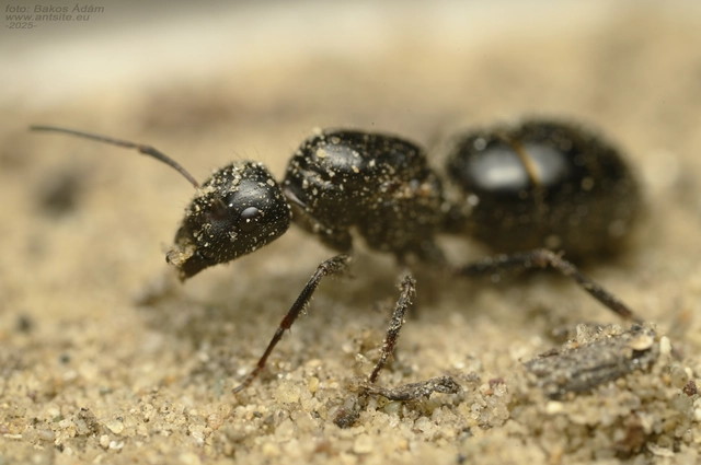 Camponotus atricolor - nyerges lóhangya