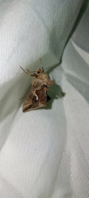 Macdunnoughia confusa - cseppfoltos ezüstbagoly