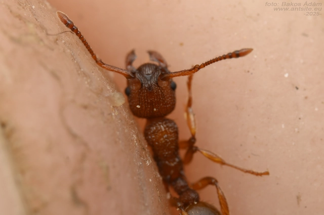 Myrmica sabuleti - gyakori bütyköshangya