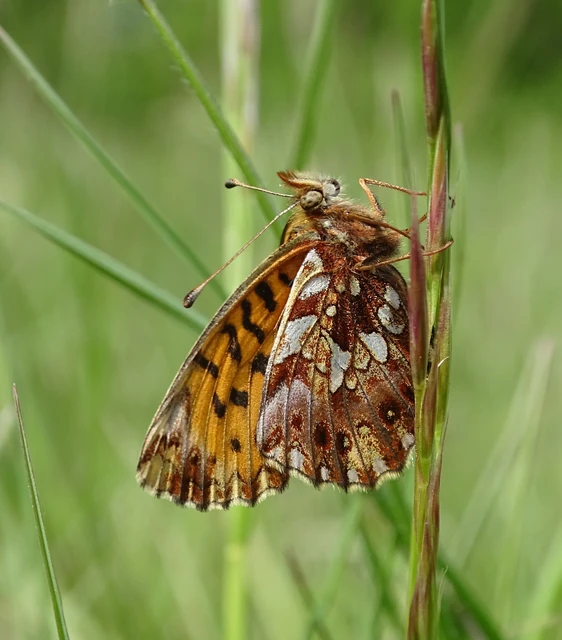 Boloria dia - kis gyöngyházlepke