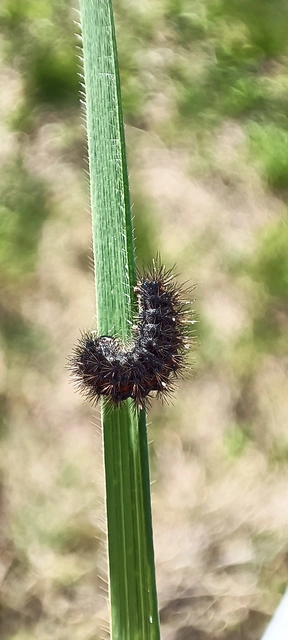 Spiris striata - csíkos molyszövő