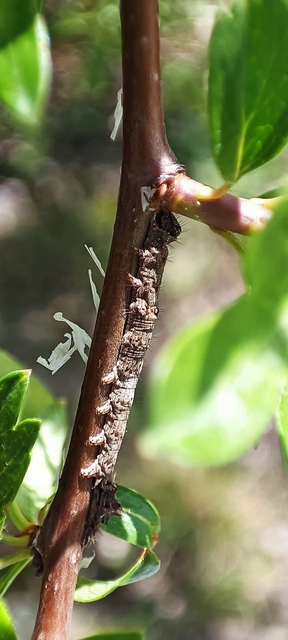 Allophyes oxyacanthae - galagonyabagoly