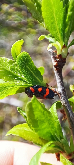 Cercopis arcuata/sanguinolenta