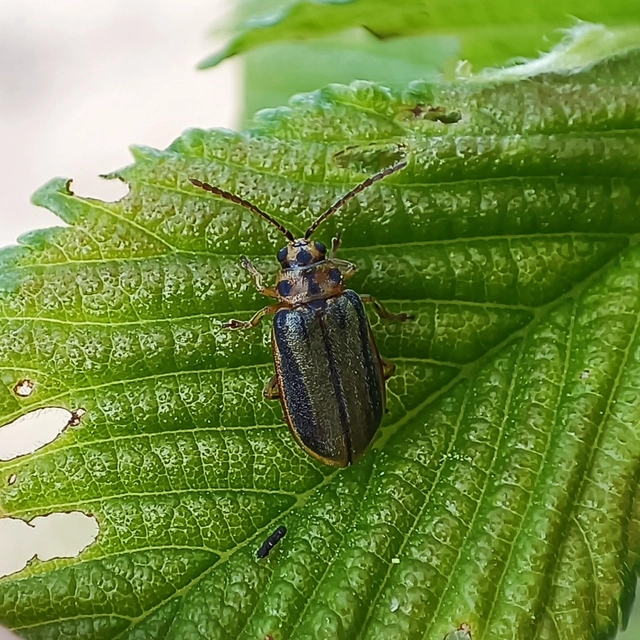 Xanthogalerucella luteola - szilfa-olajosbogár