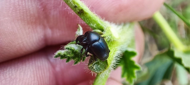 Curculionidae - ormányosbogár-félék