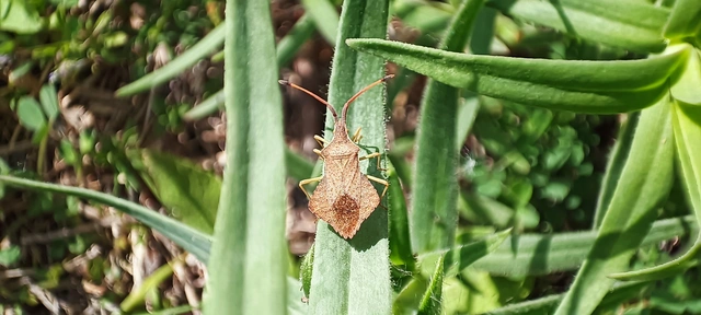 Syromastus rhombeus - vitorlás karimáspoloska