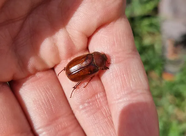 Holochelus aequinoctialis - tavaszeleji cserebogár