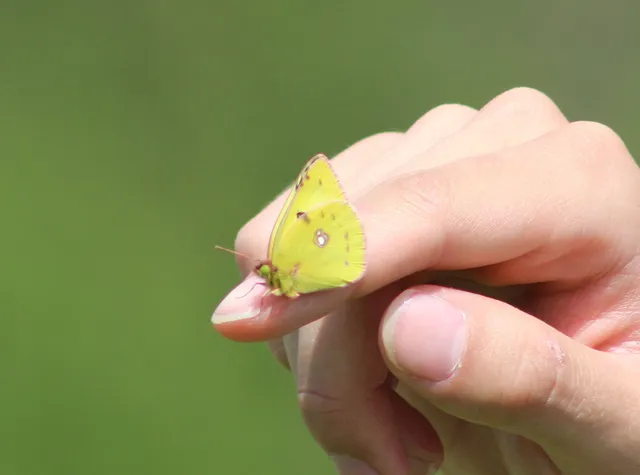 Colias hyale - kéneslepke