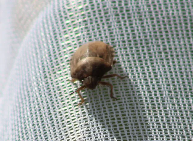 Eurygaster maura - mórpoloska Eurygaster maura - mórpoloska