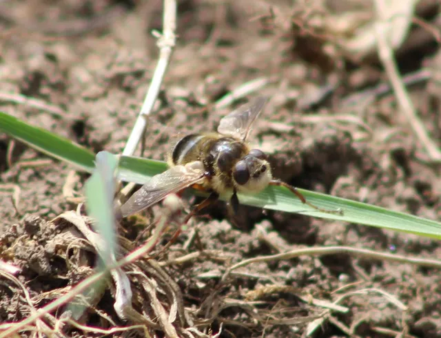 Hypoderma diana - őz-vargalégy