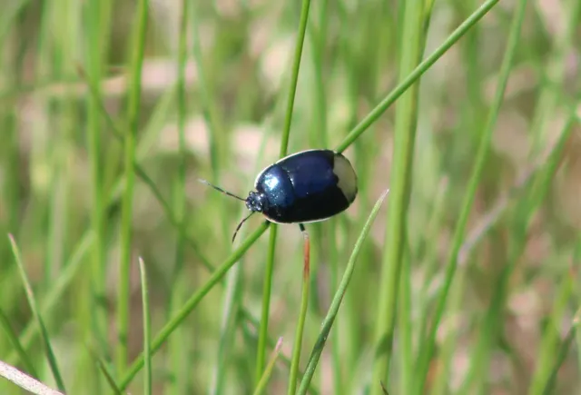 Canthophorus