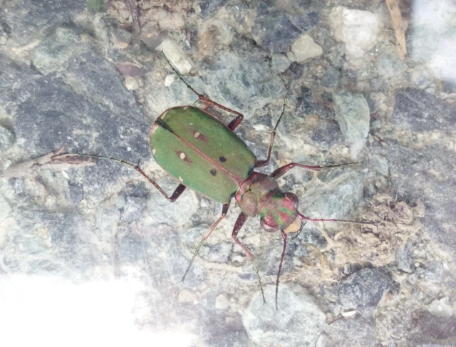 Cicindela campestris - mezei homokfutrinka