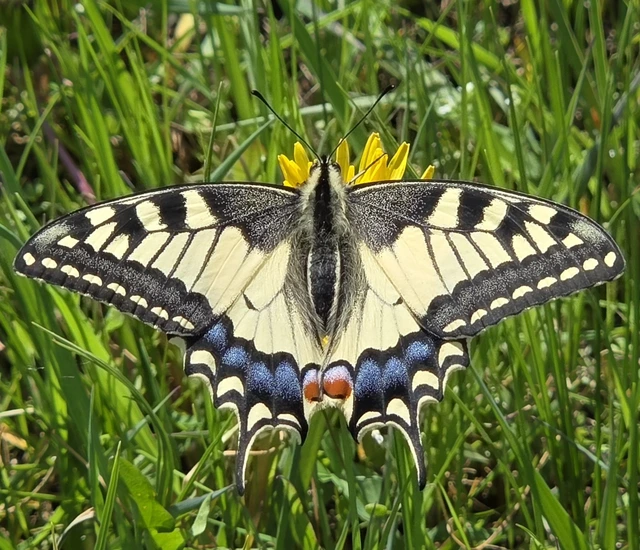 Papilio machaon - fecskefarkú lepke