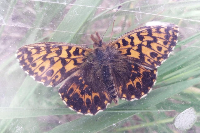 Boloria dia - kis gyöngyházlepke