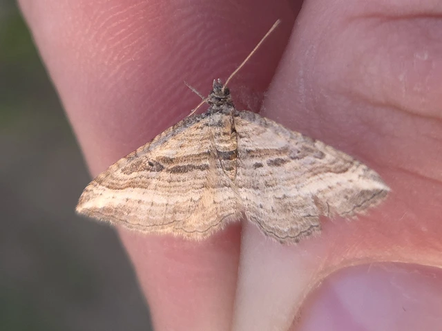 Costaconvexa polygrammata - soksávú araszoló