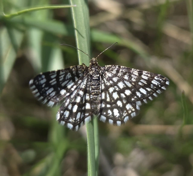 Chiasmia clathrata - rácsos rétiaraszoló