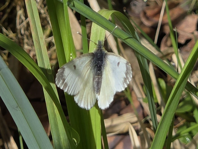 Anthocharis cardamines - hajnalpírlepke