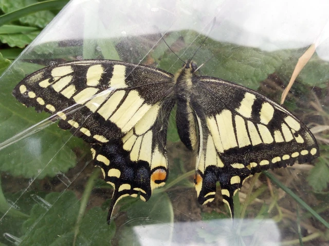 Papilio machaon - fecskefarkú lepke