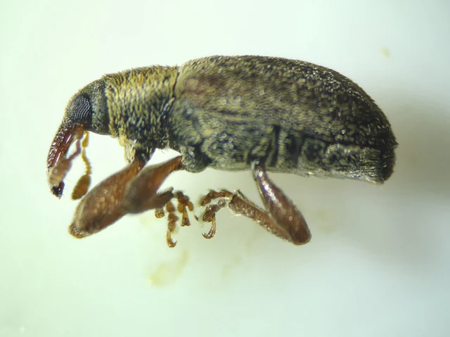 Lignyodes suturatus - barázdás kőrismagormányos