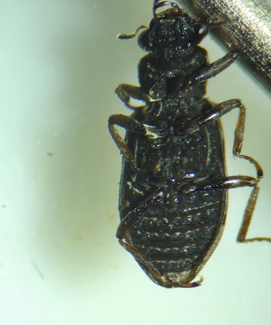 Hydrochus elongatus - bordás nyurgacsibor