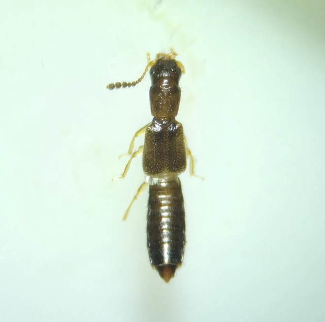 Planeustomus palpalis - kis aknászholyva