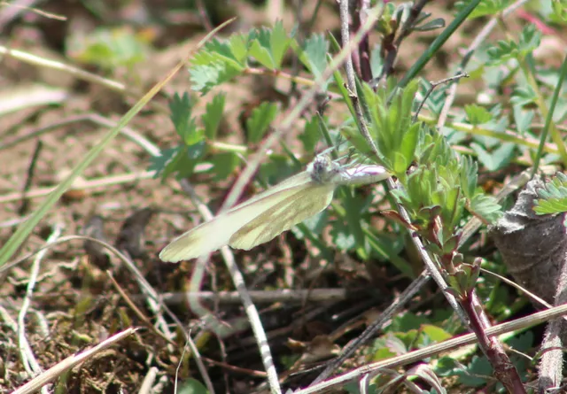 Leptidea sinapis - mustárlepke
