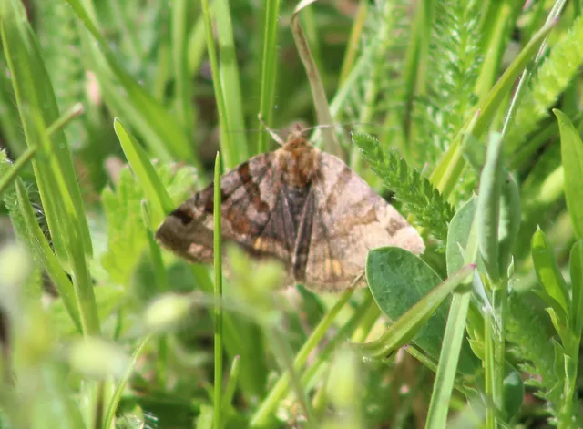 Euclidia glyphica - közönséges nappalibagoly