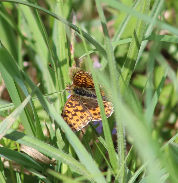Boloria dia - kis gyöngyházlepke